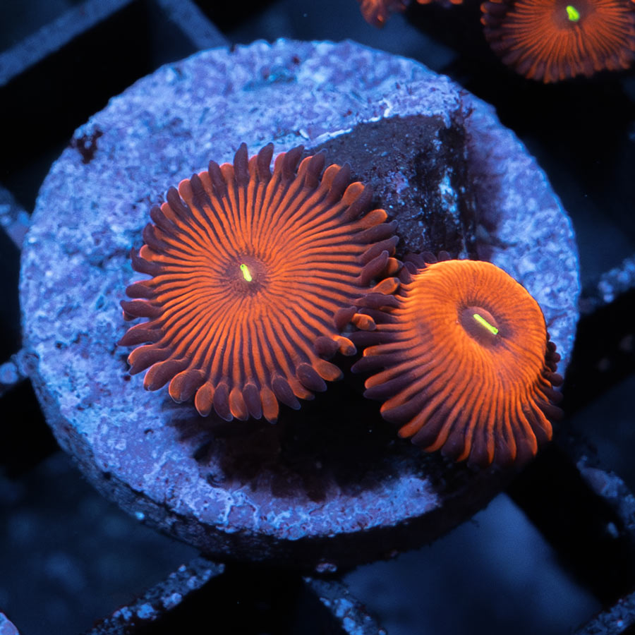 SBM Zoanthus Red People Eater