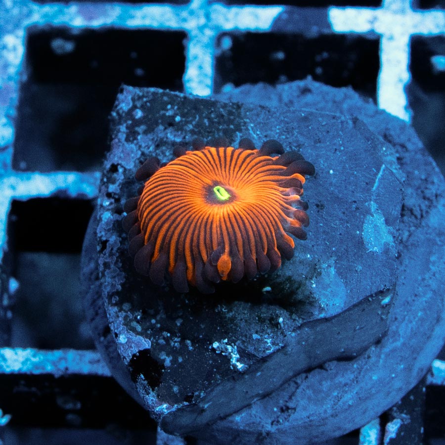 SBM Zoanthus Red People Eater Superultra 1 pol