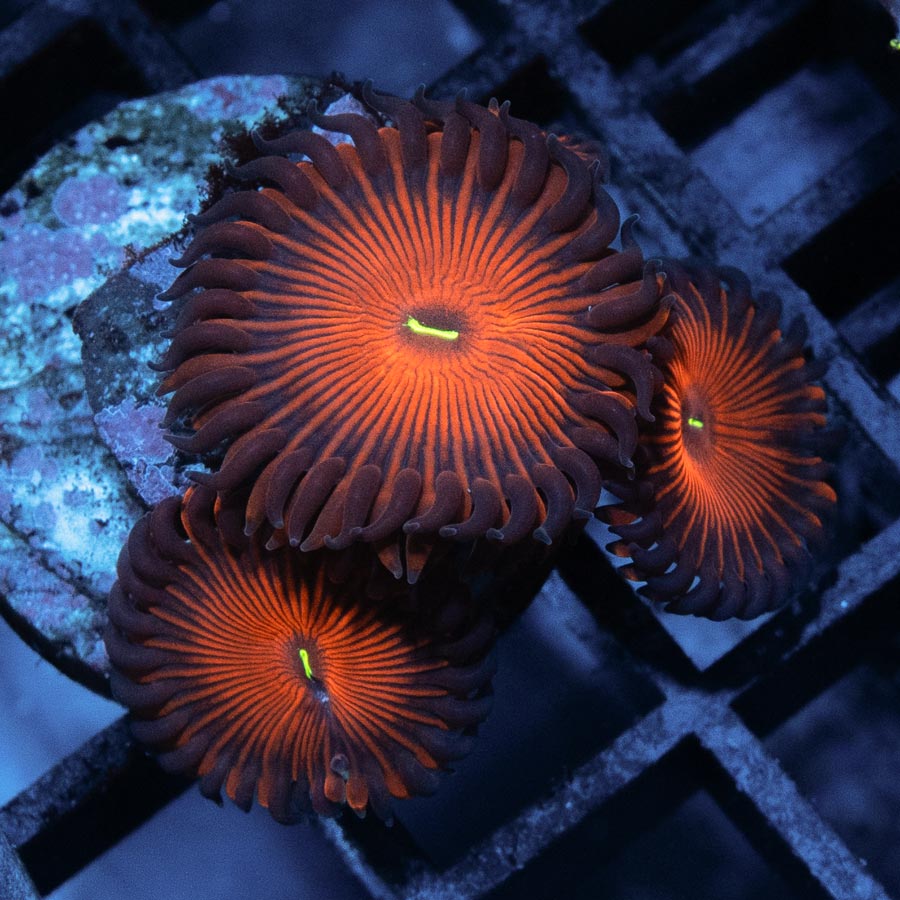 SBM Zoanthus Red People Eater Superultra