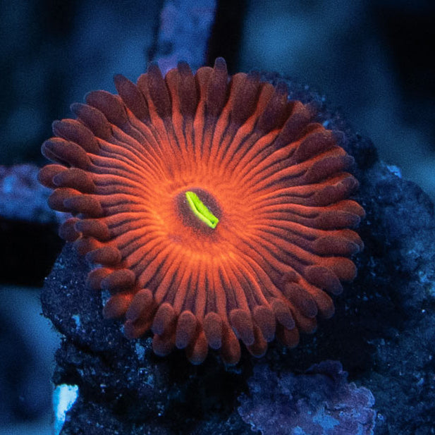 SBM Zoanthus Red People Eater Superultra