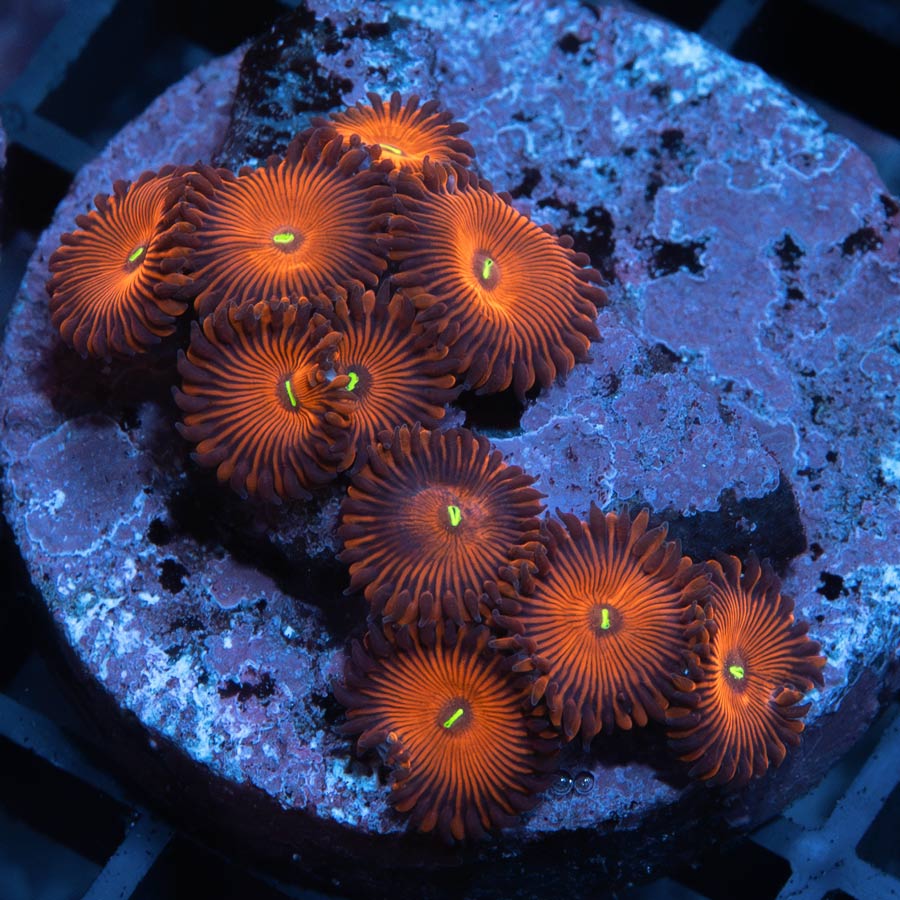SBM Zoanthus Red People Eater (colonia) 10 pol
