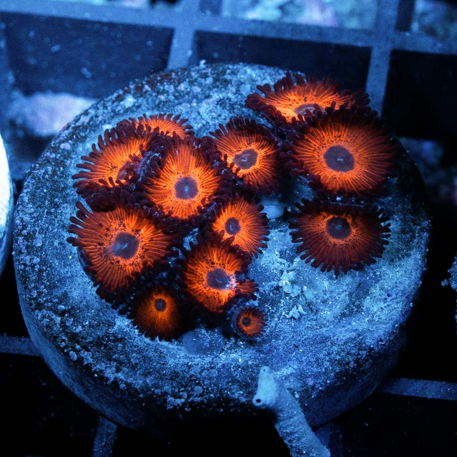 SBM Zoanthus Kedds Red 10 pol