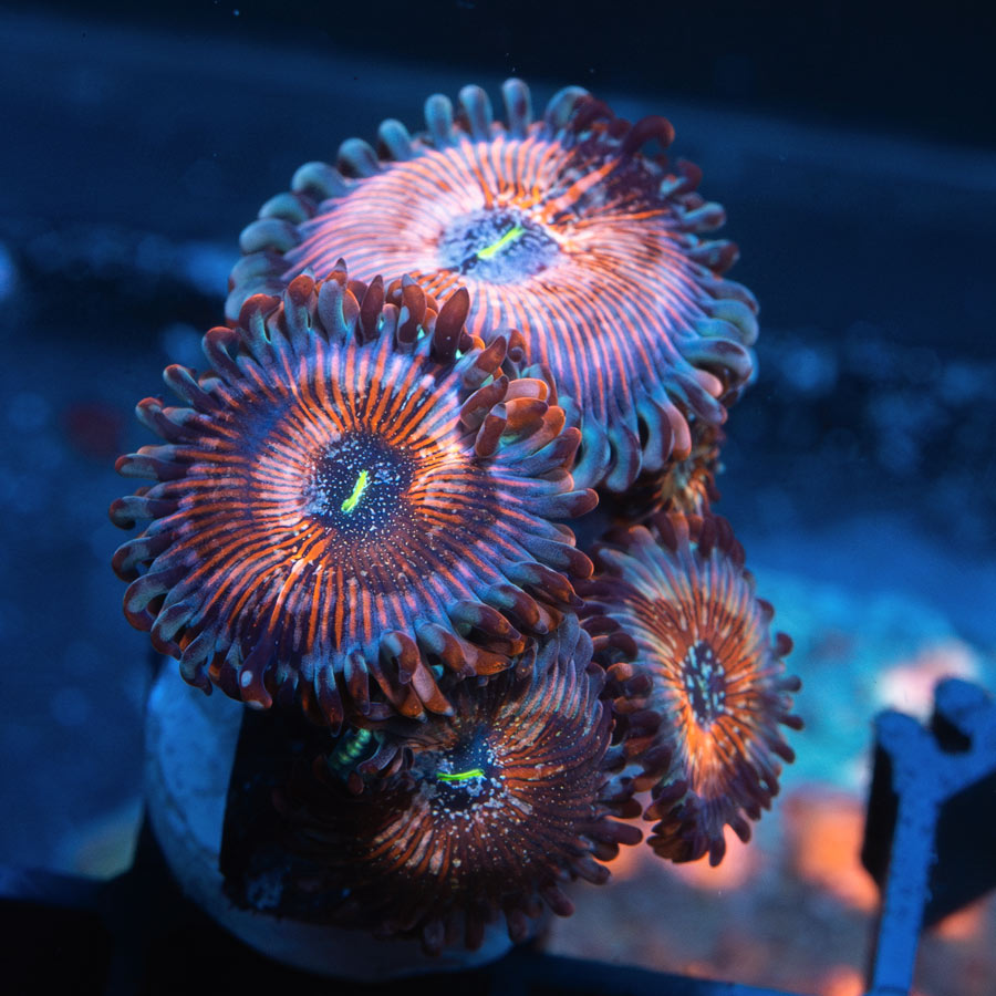SBM Zoanthus Seduction