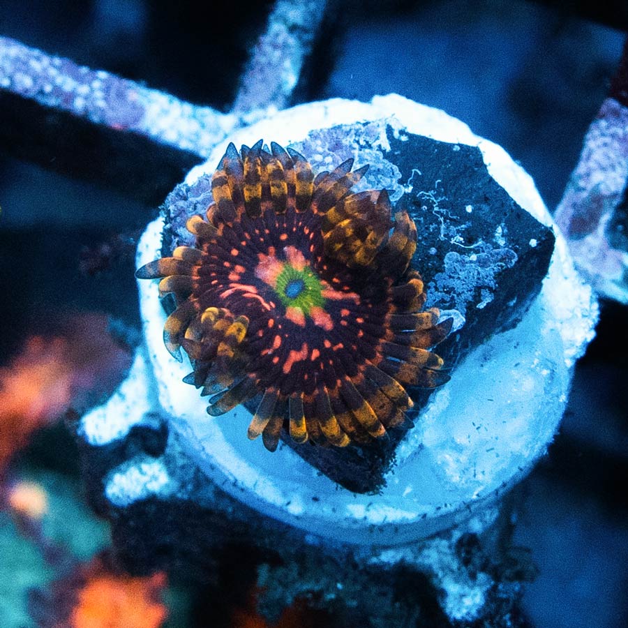 SBM Zoanthus WWC Space Chaos 2 pol