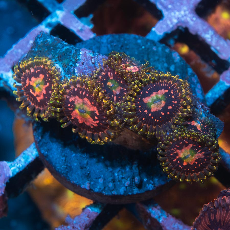 SBM Zoanthus Space Chaos 7 pol