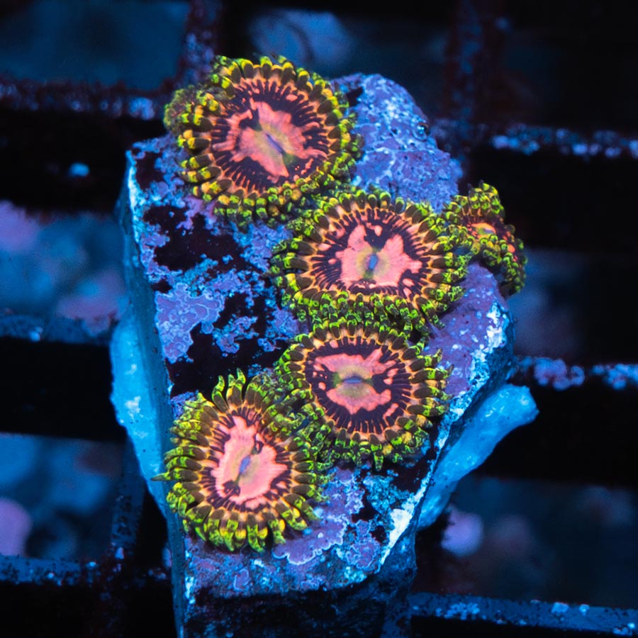 SBM Zoanthus Space Chaos