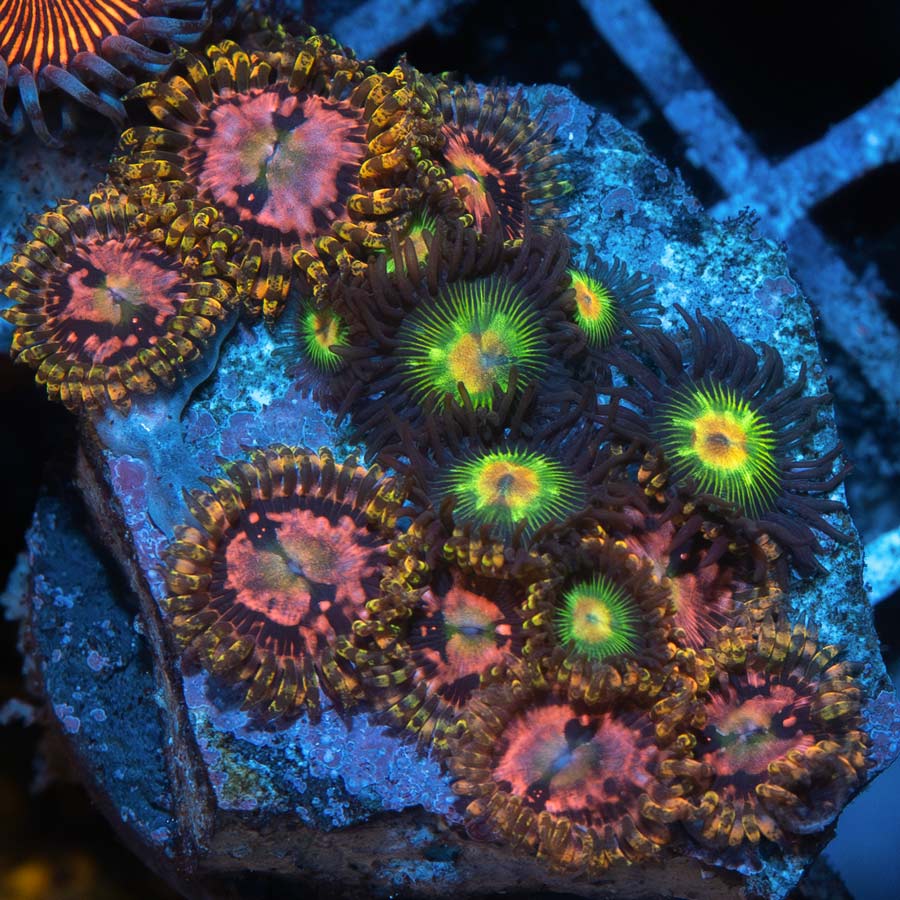 SBM Zoanthus Space Chaos + Rasta reverse 15 pol