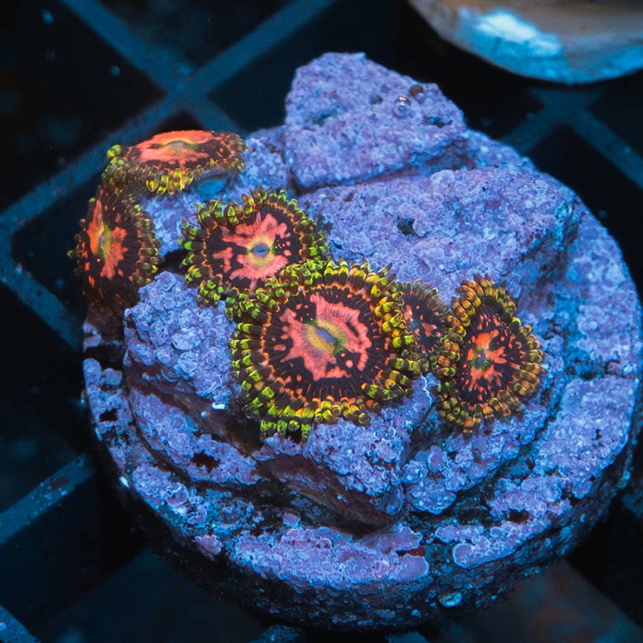 SBM Zoanthus Space Chaos