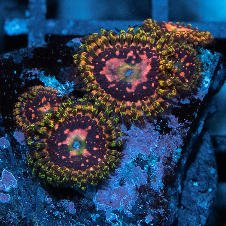 SBM Zoanthus Space Chaos 5 pol