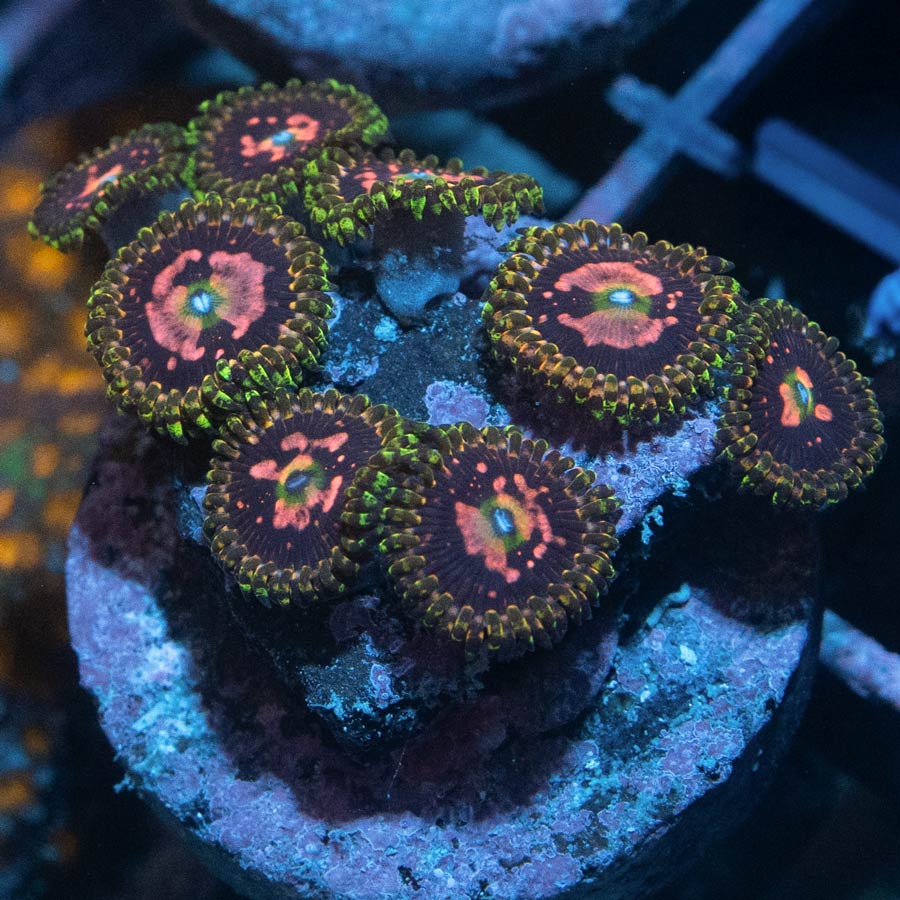 SBM Zoanthus Space Chaos 8 pol