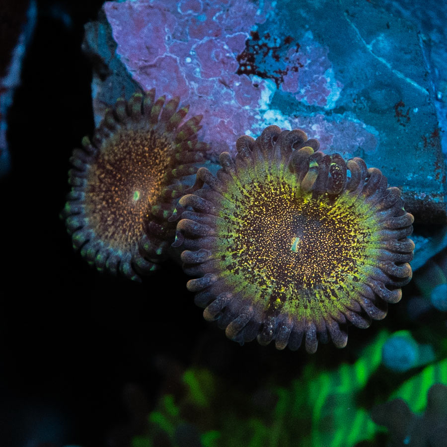 SBM Zoanthus Speckled Dragon 2 pol