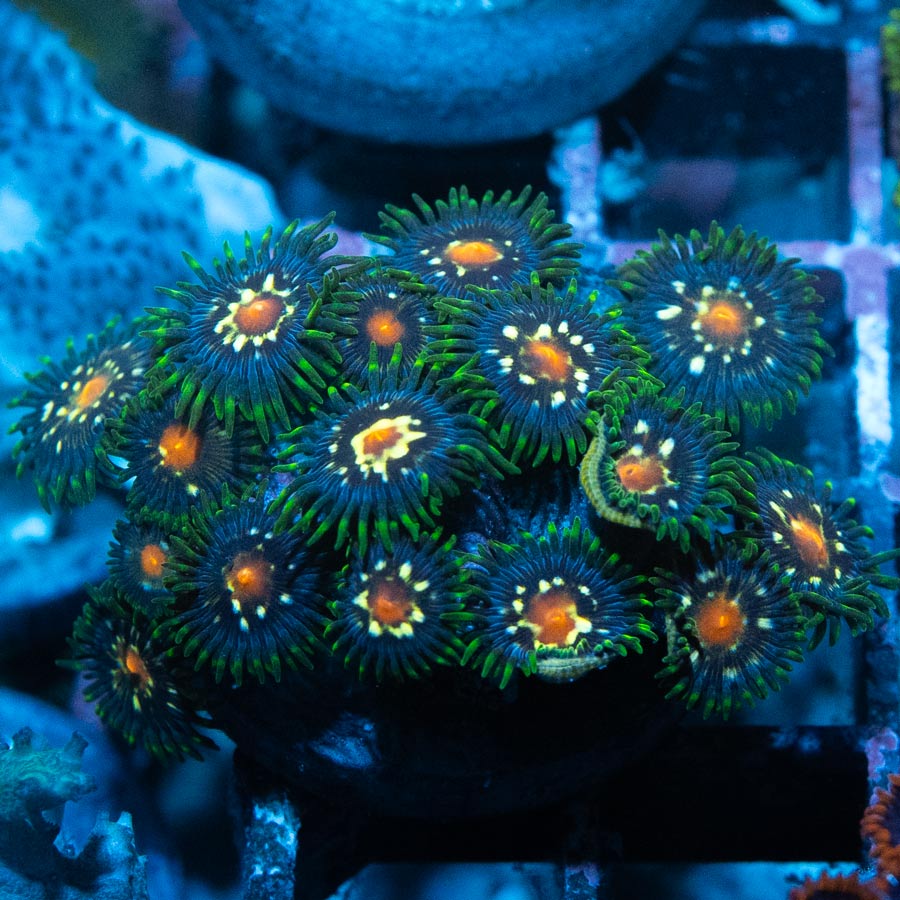 SBM Zoanthus Stargazer 15 pol