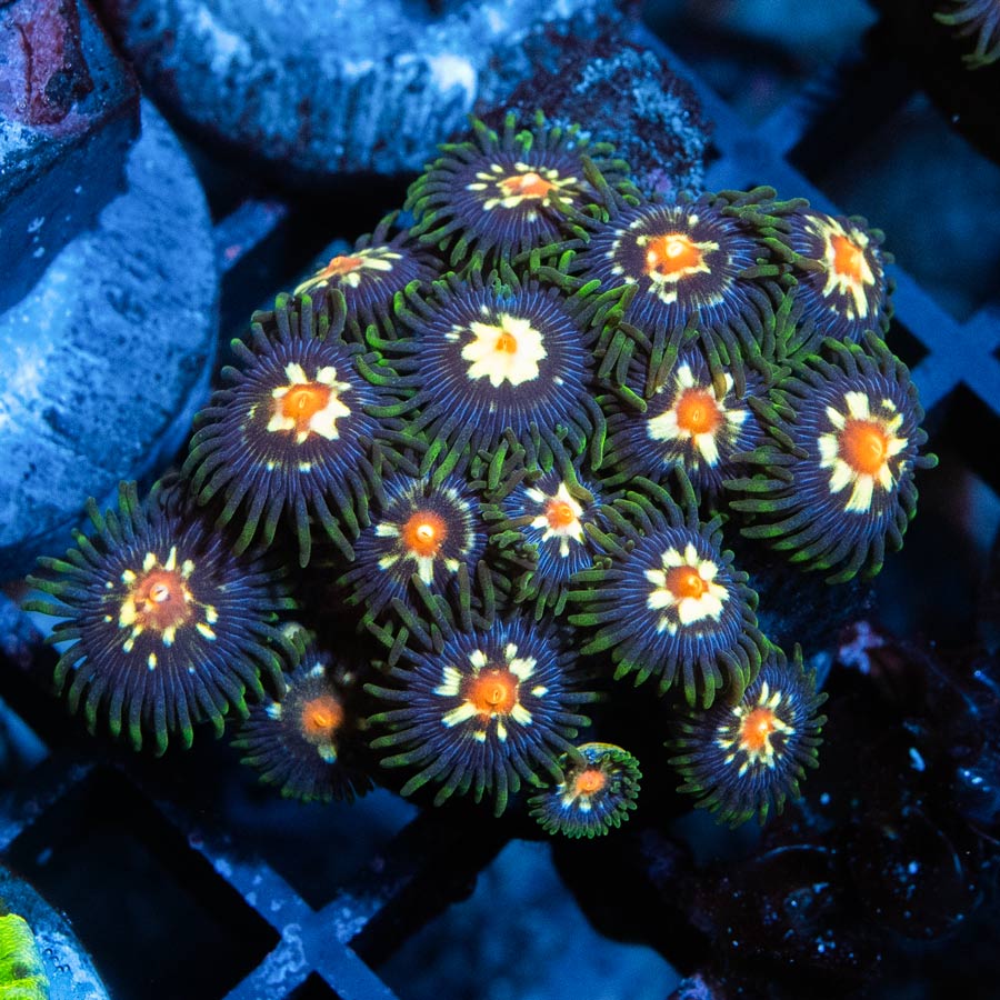 SBM Zoanthus Stargazer 15 pol