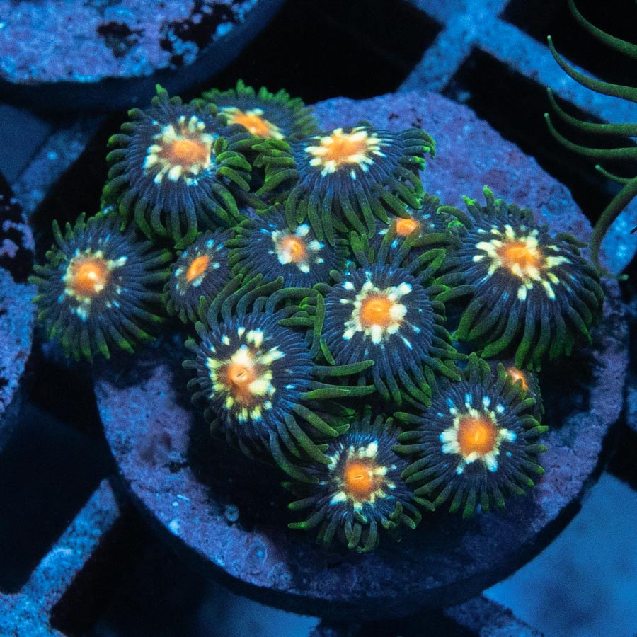 SBM Zoanthus Stargazer 15 pol