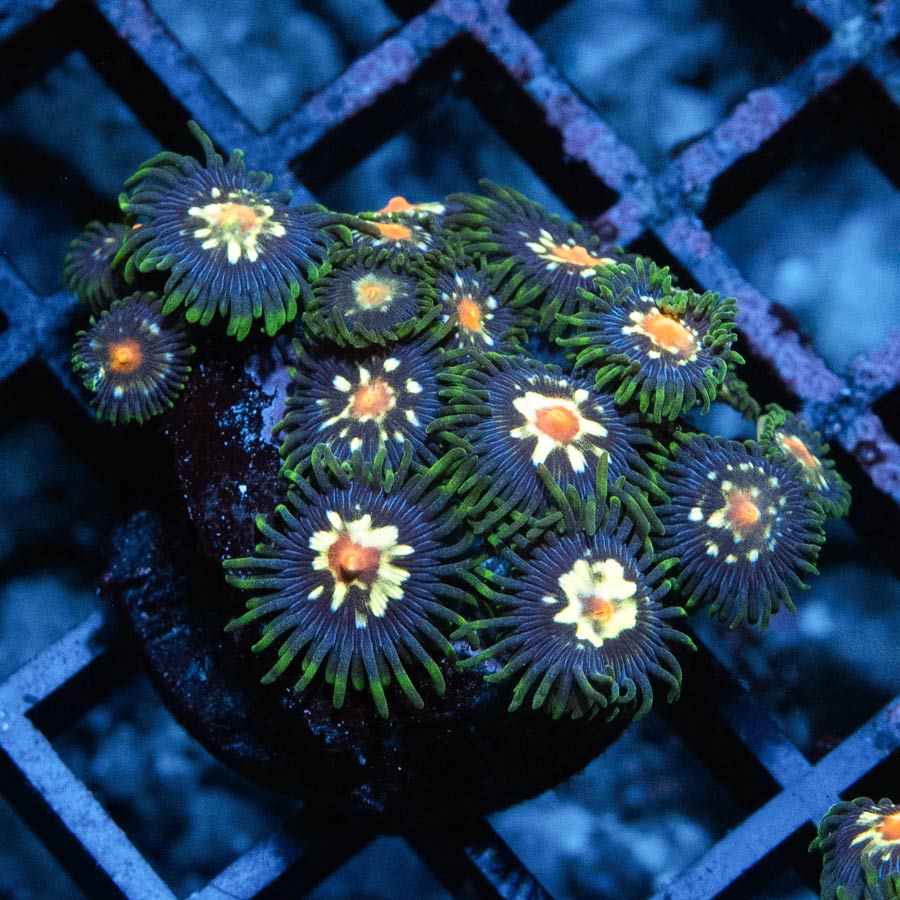 SBM Zoanthus Stargazer 15 pol