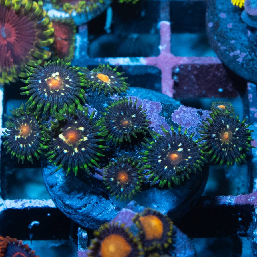 SBM Zoanthus Stargazer 8 pol