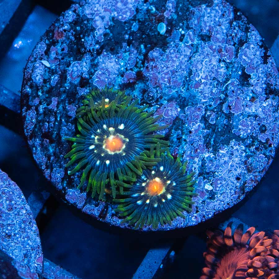 SBM Zoanthus Stargazer 3 pol