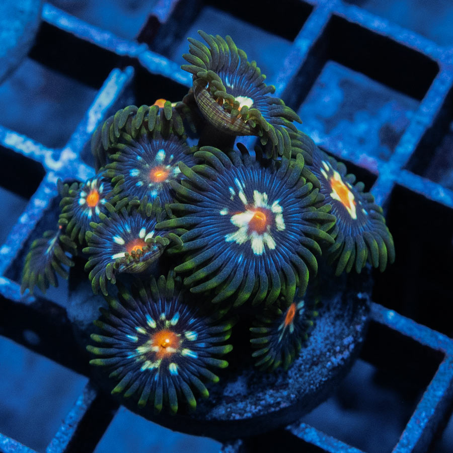 SBM Zoanthus Stargazer +- 10 pol
