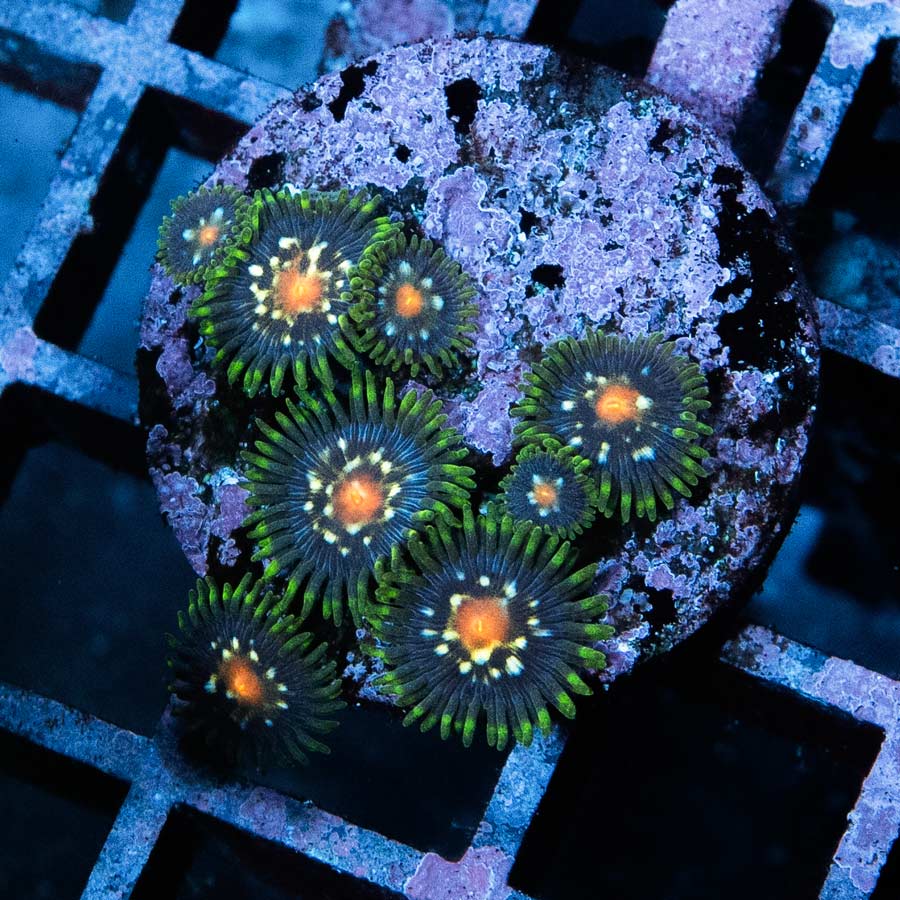 SBM Zoanthus Stargazer 8 pol