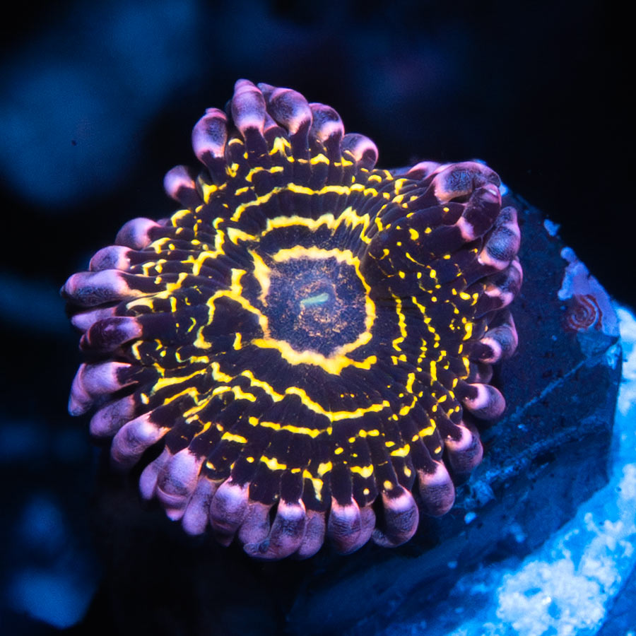 SBM Zoanthus Stratosphere 2 pol
