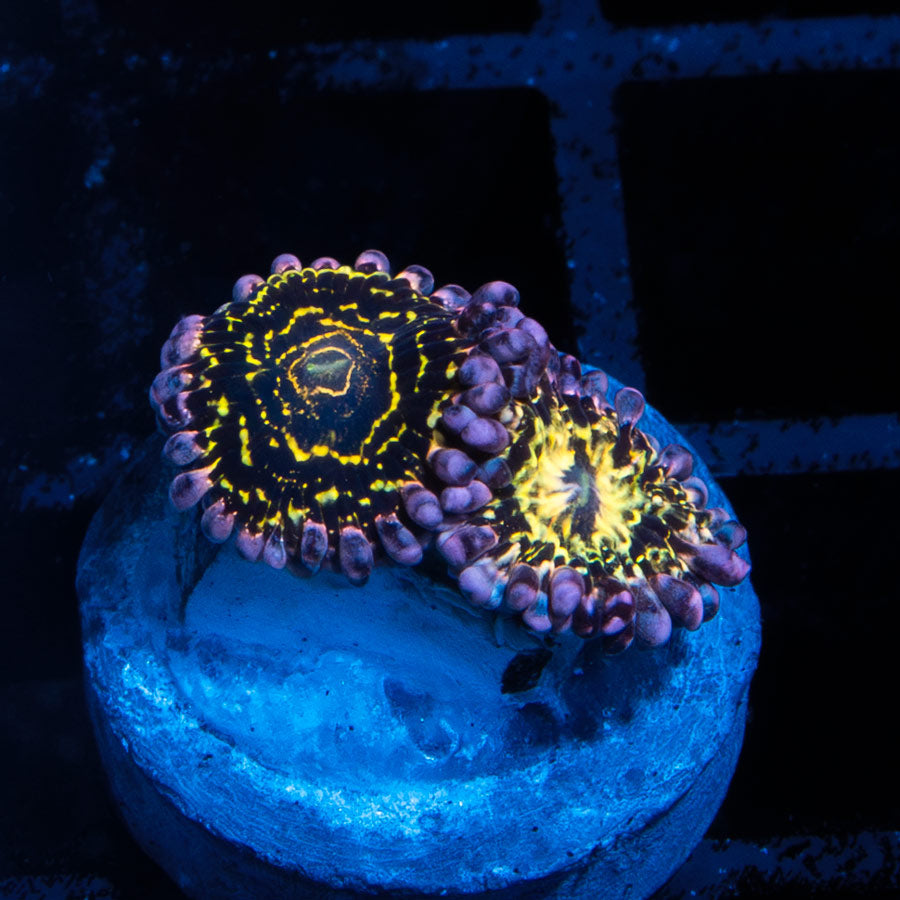 SBM Zoanthus Stratosphere 2 pol