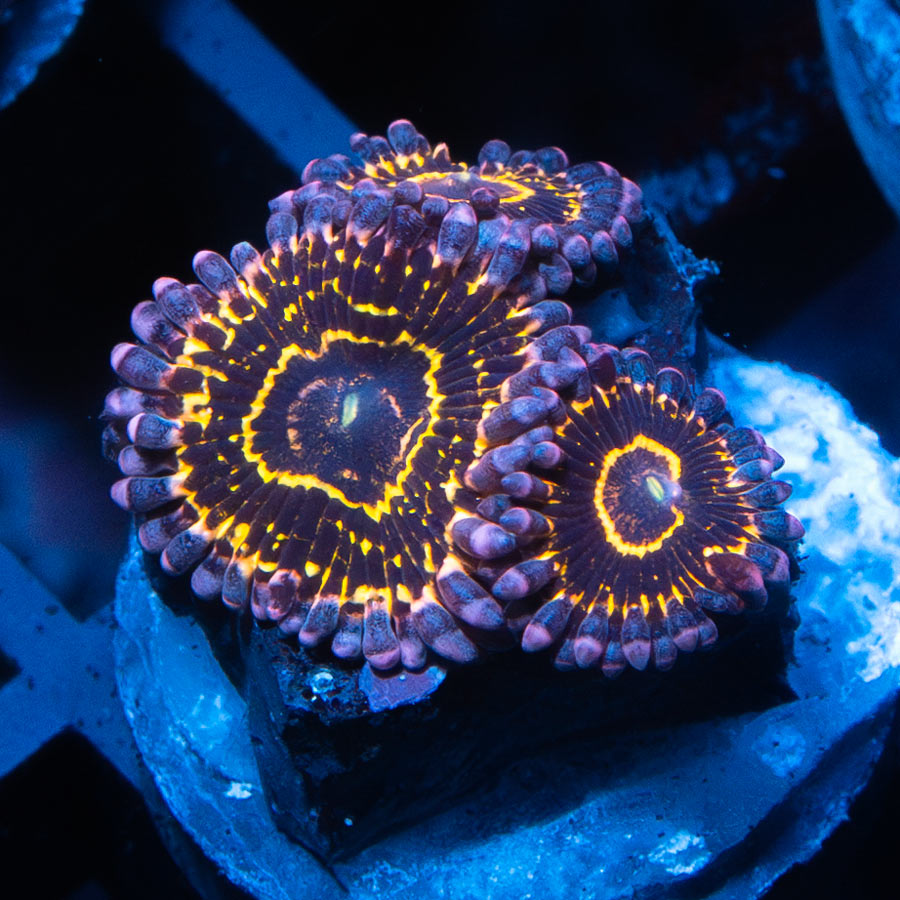 SBM Zoanthus Statosphere 4 pol