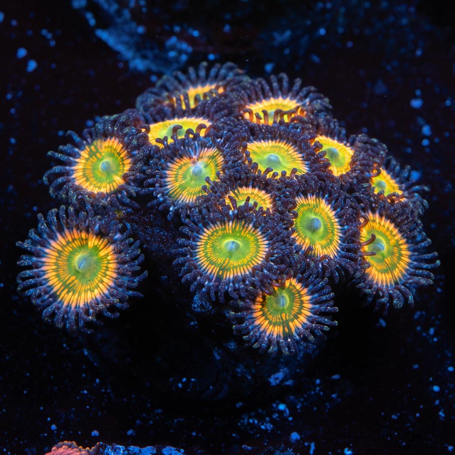 SBM Zoanthus Sunny Delight (15 Pól.)