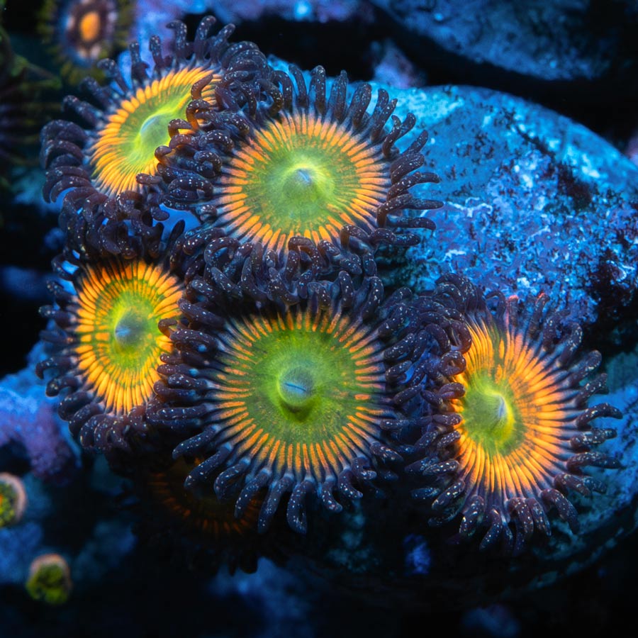 SBM Zoanthus Sunny