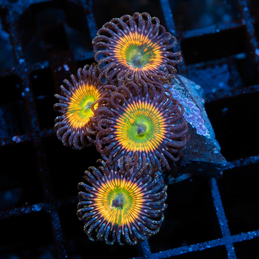 SBM Zoanthus Sunny Delight