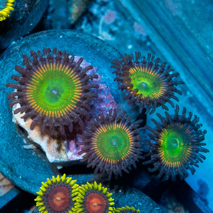 SBM Zoanthus Sunny Delight 4 pol