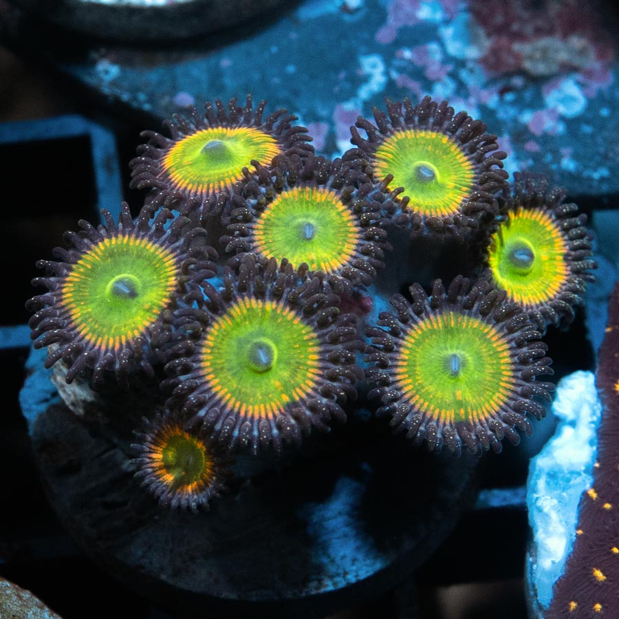 SBM Zoanthus Sunny Delight 8 pol