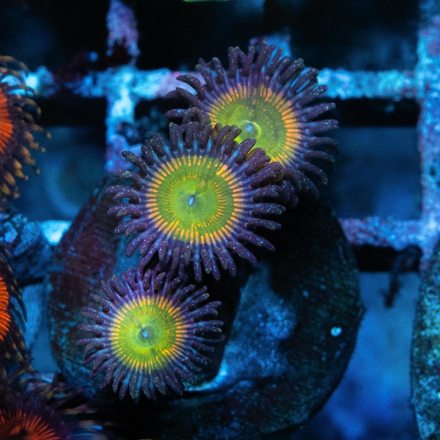 SBM Zoanthus Sunny Delight 4 pol