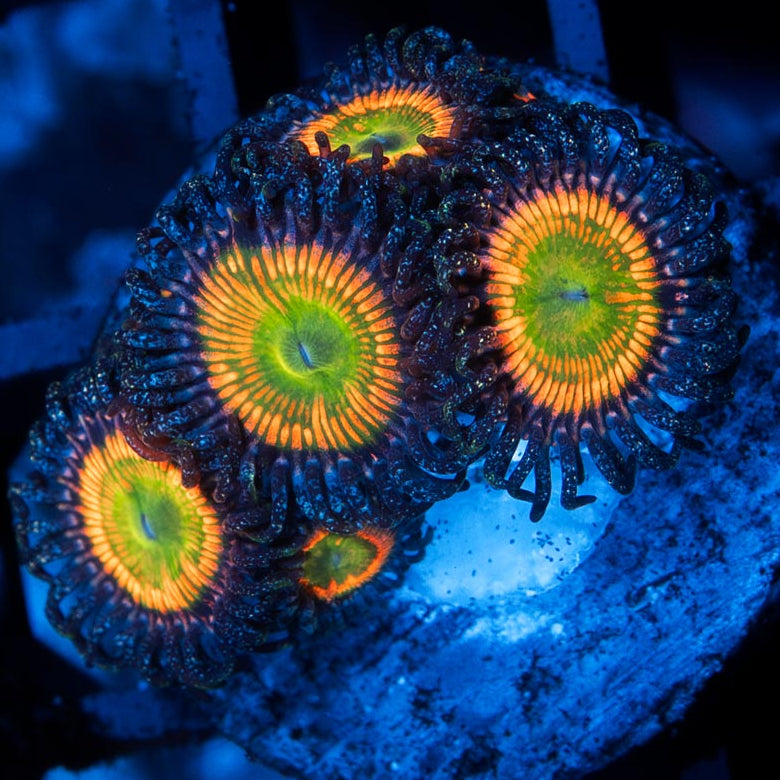SBM Zoanthus Sunny Delight 8 pol