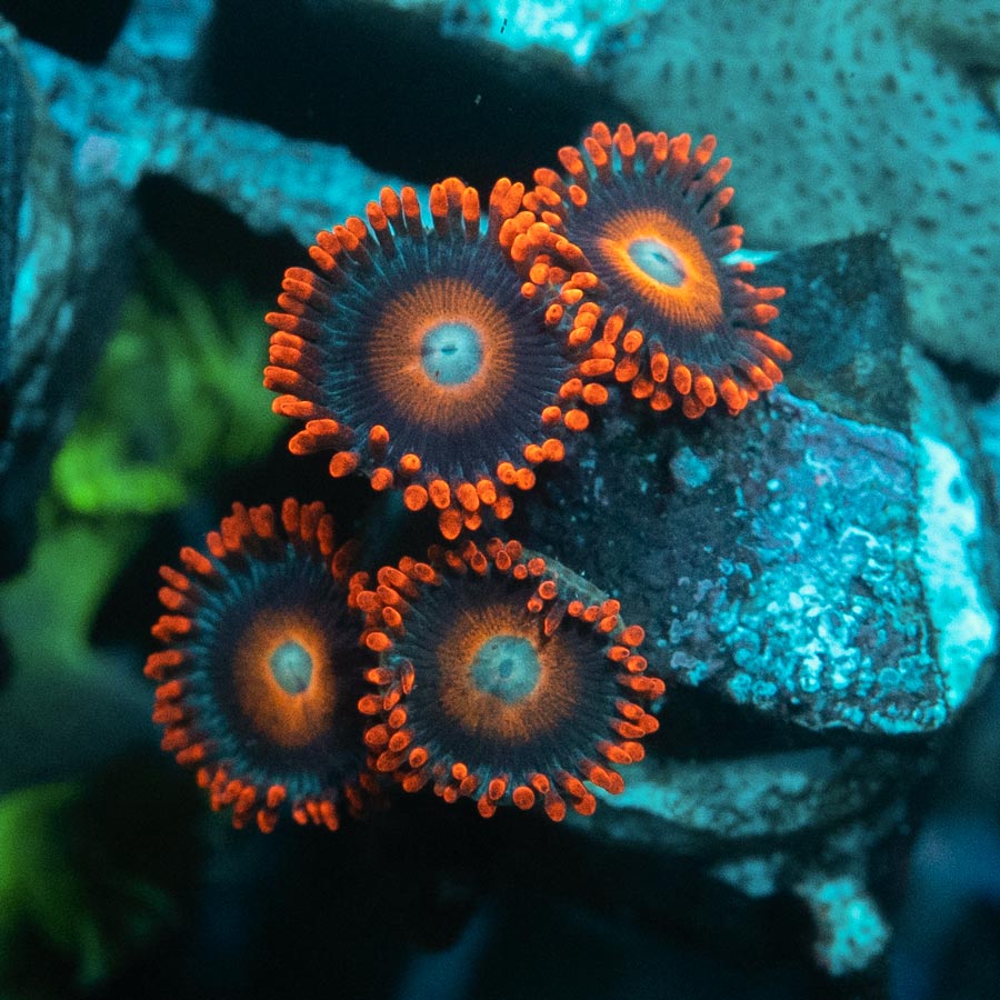 SBM Zoanthus Tequila Sunrise 4 pol