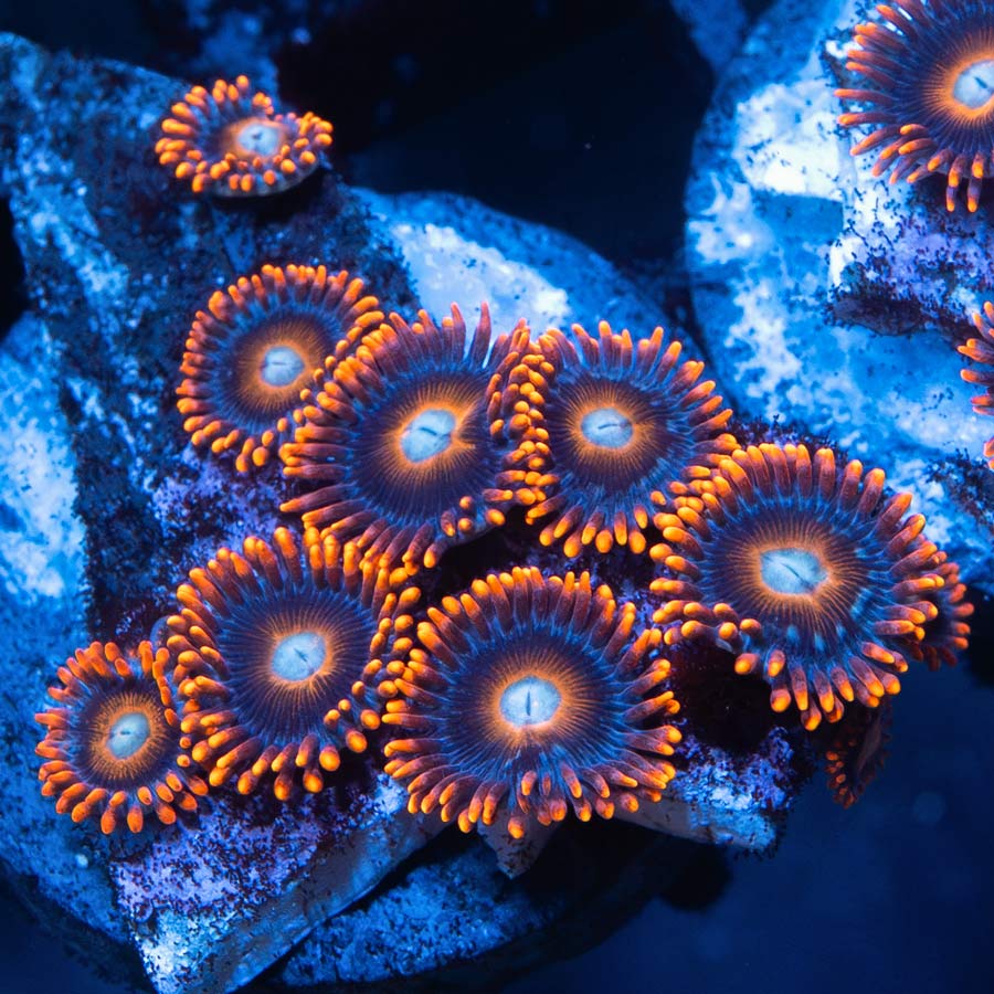 SBM Zoanthus Tequila Sunrise
