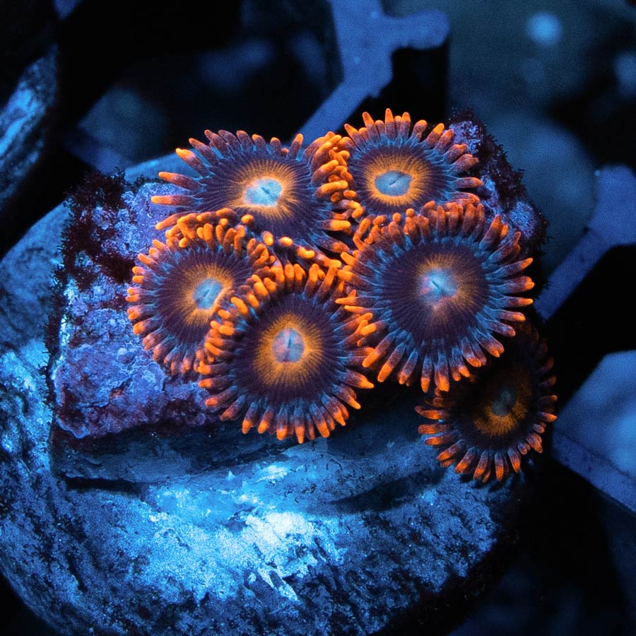 SBM Zoanthus Tequila Sunrise 6 pol