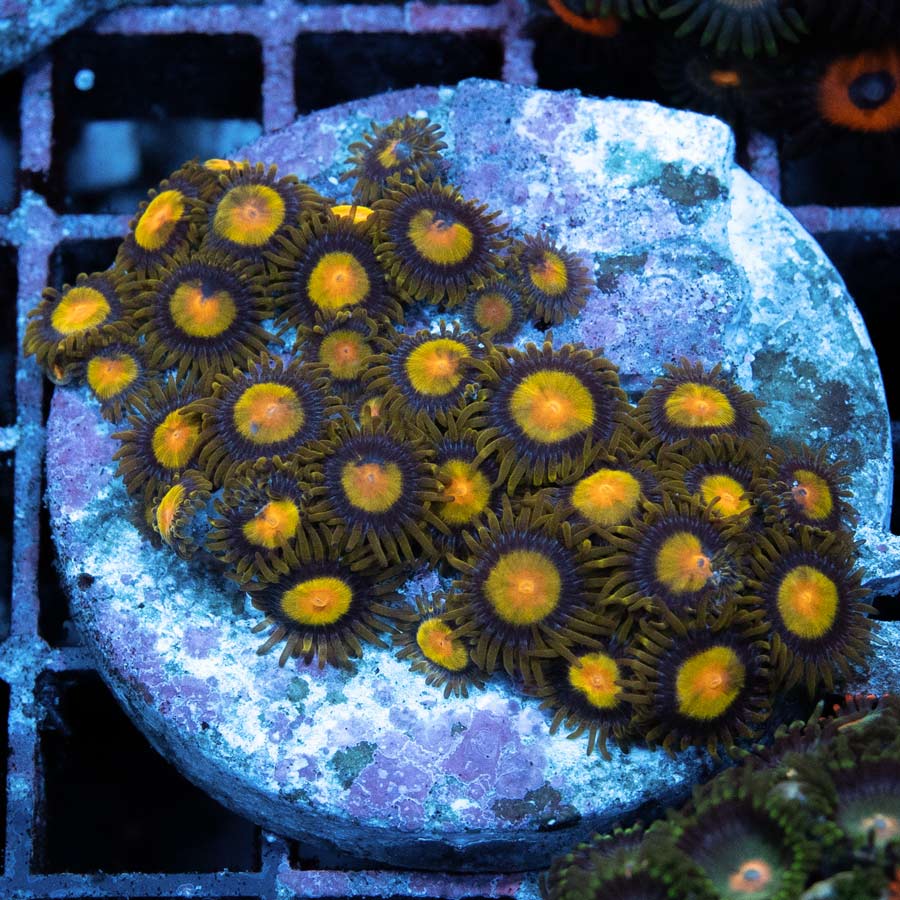 SBM Zoanthus Tutti Frutti colonia 30 pol
