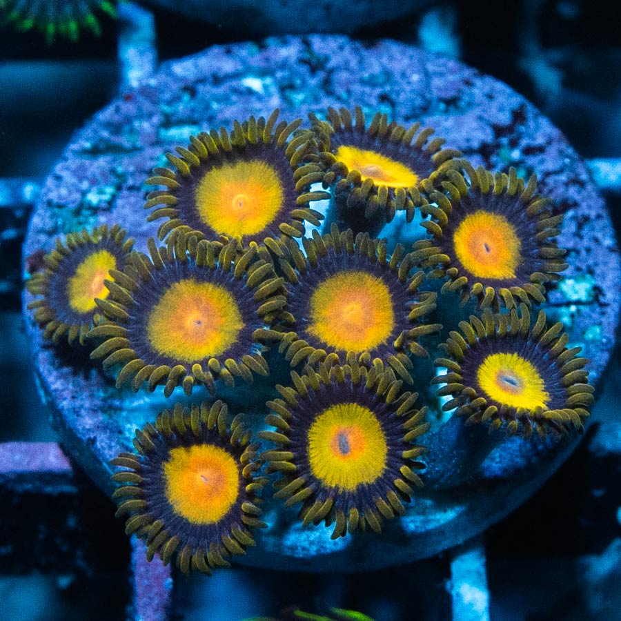 SBM Zoanthus Tutti Frutti 9 pol