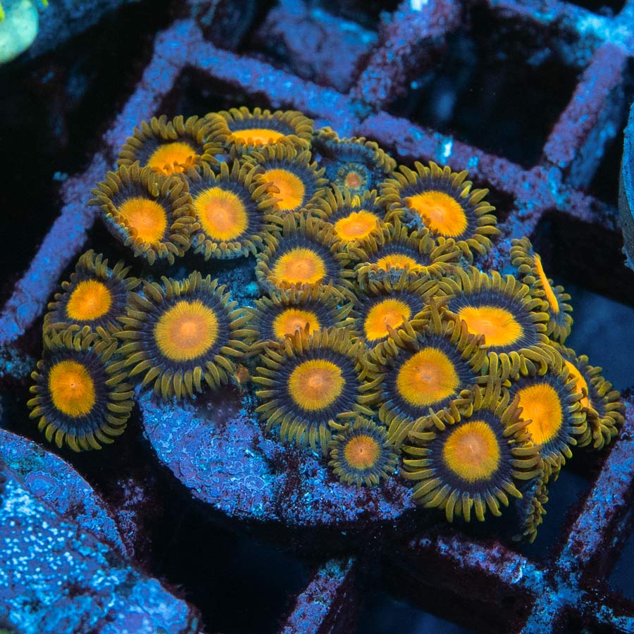 SBM Zoanthus Tutti Frutti Colonia 25 pol