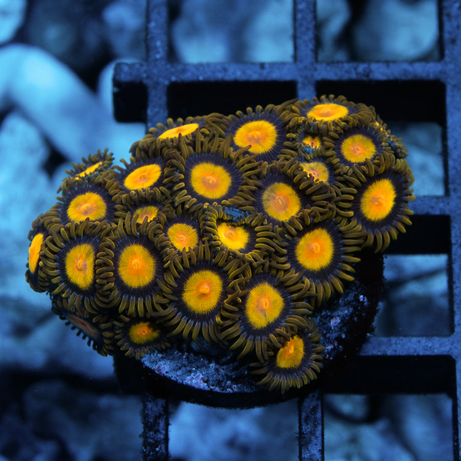 SBM Zoanthus Tutti Frutti 25 pol