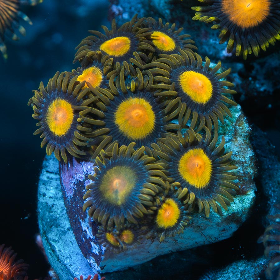 SBM Zoanthus Tutti Frutti 10 pol