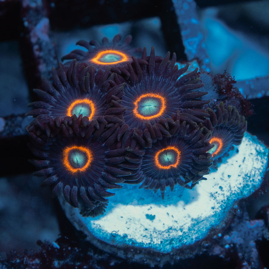 SBM Zoanthus UFO superultra 6 pol