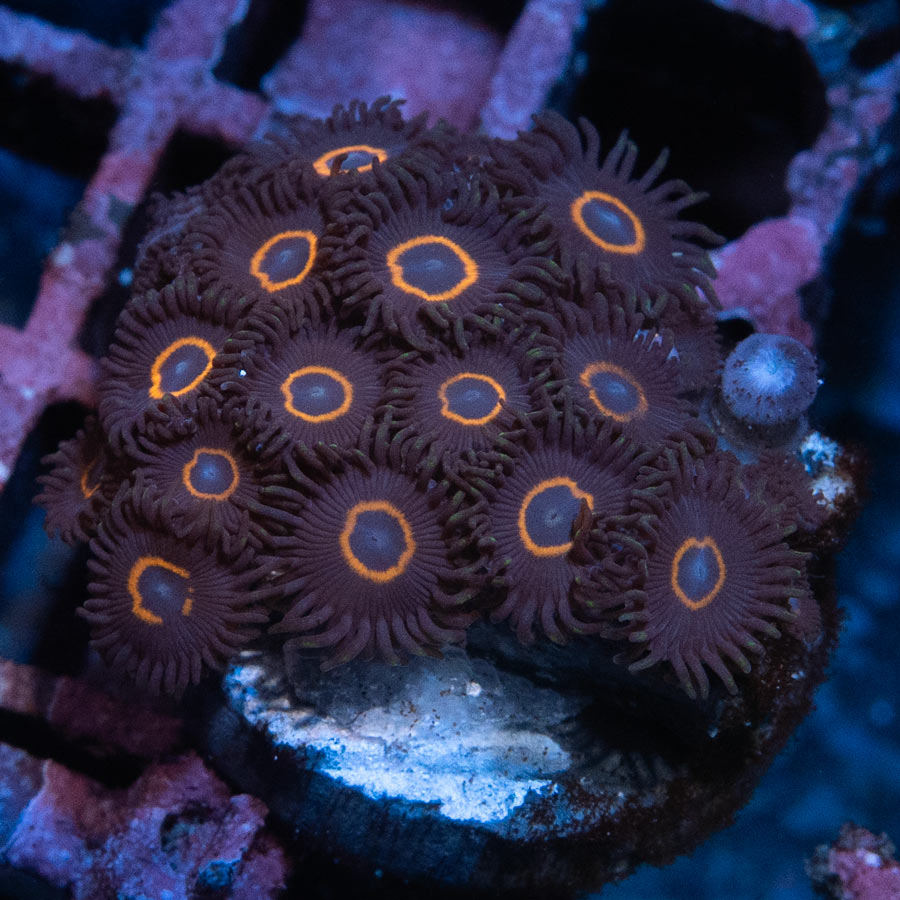 SBM Zoanthus UFO 20 pol