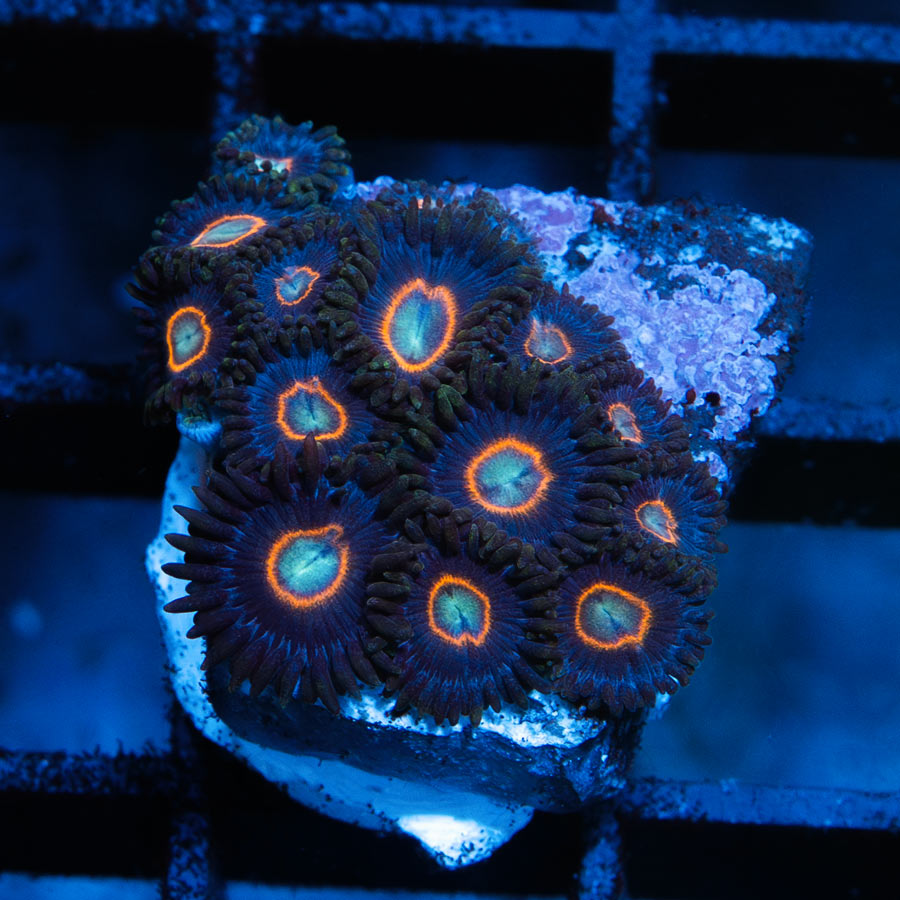SBM Zoanthus UFO