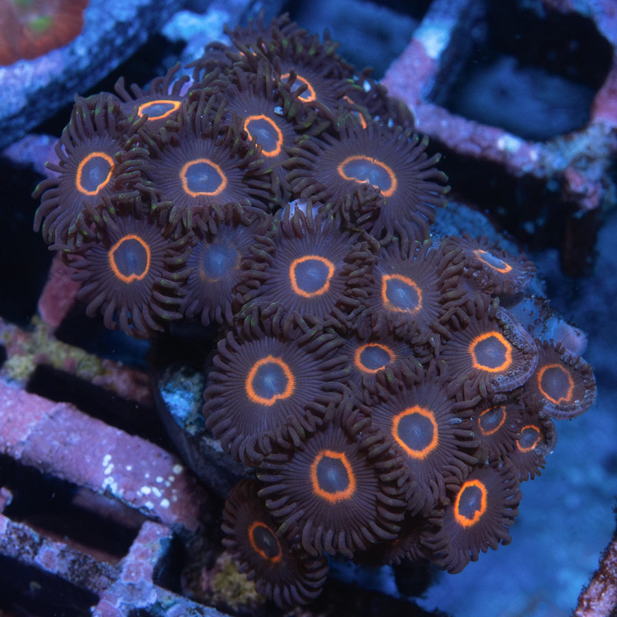 SBM Zoanthus UFO 30 pol
