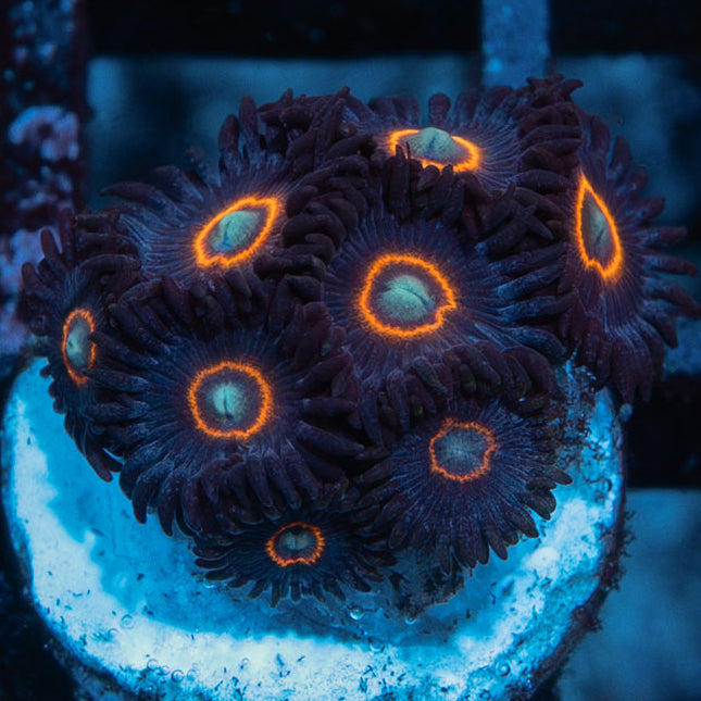 SBM Zoanthus UFO superultra 8 pol