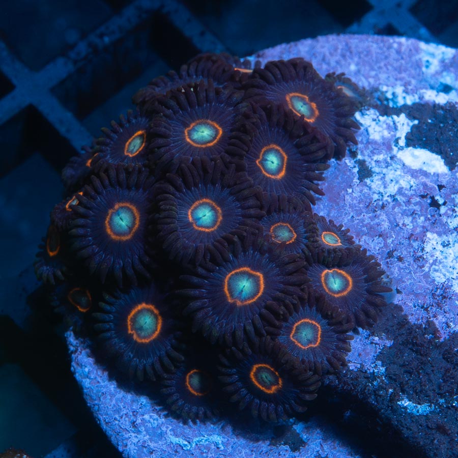 SBM Zoanthus UFO 35 pol