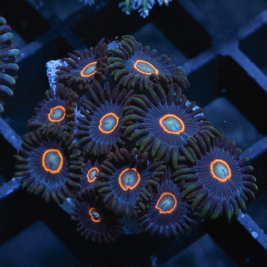 SBM Zoanthus UFO