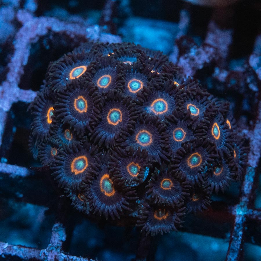 SBM Zoanthus UFO (colonia 50 polipos)