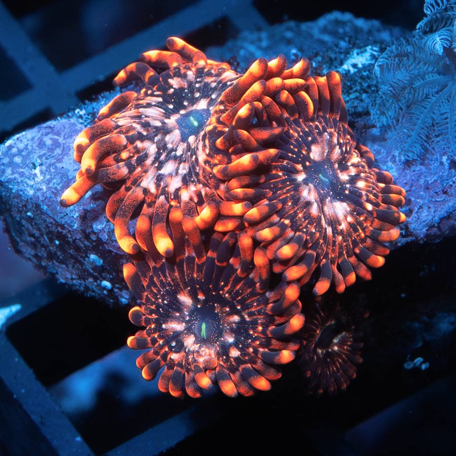 SBM Zoanthus Utter Chaos(long polyp) (espectacular)